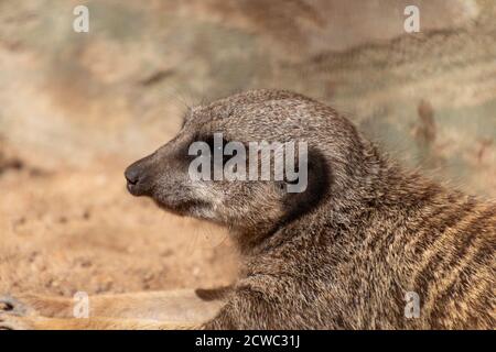 Meerkat attend et regarde l'horizon Banque D'Images