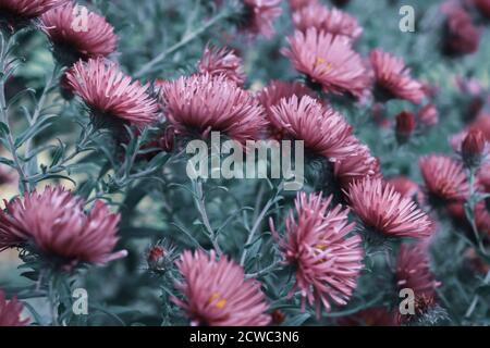 Photo sélective d'asters violets dans le jardin Banque D'Images