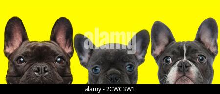 3 chiens de Bulldog français sont debout l'un à côté de l'autre et regarder l'appareil photo sur fond jaune Banque D'Images