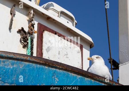Mouette perchée sur un bateau de pêche Banque D'Images