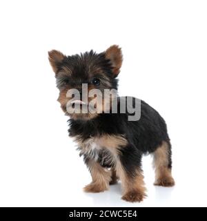 adorable terrier du yorkshire se panant et collant à la langue, marchant isolé sur fond blanc Banque D'Images