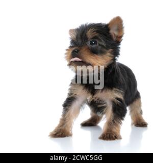 joli terrier du yorkshire qui se panse et colle à la langue, se promenant isolé sur fond blanc Banque D'Images