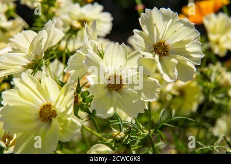 COSMOS bipinnatus 'Xanthos', cosmos xanthos, en pleine fleur. Banque D'Images