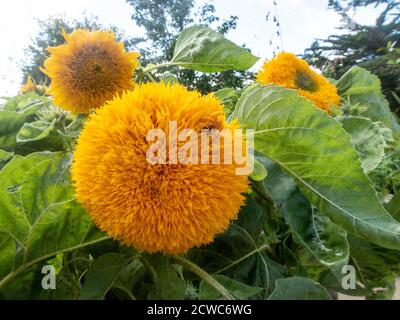 L'ours en peluche de tournesol, une variété naine qui pousse dans un récipient en pot Banque D'Images