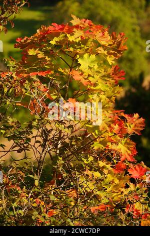 Gros plan d'un jeune sycomore, au soleil, juste mendiant de changer à ses couleurs d'automne Banque D'Images