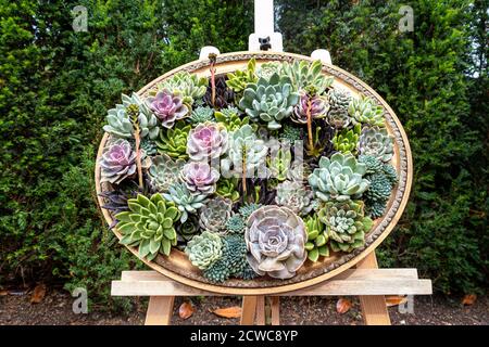 Sempervivum tectorum, houseleek commun, exposition encadrée comme art de jardin , espèce de plante à fleurs de la famille des Crassulaceae, originaire du sud de l'Europe, Banque D'Images