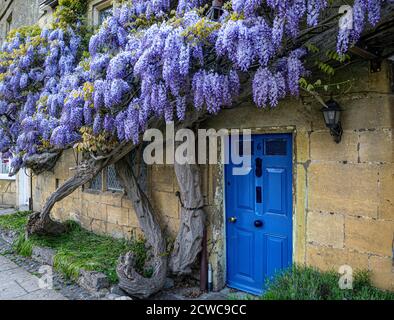 Sur le mur de wisteria cottage historique dans le centre de village Broadway Worcestershire Angleterre Cotswolds UK Banque D'Images