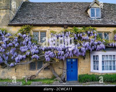 Sur le mur de wisteria cottage historique dans le centre de village Broadway Worcestershire Angleterre Cotswolds UK Banque D'Images