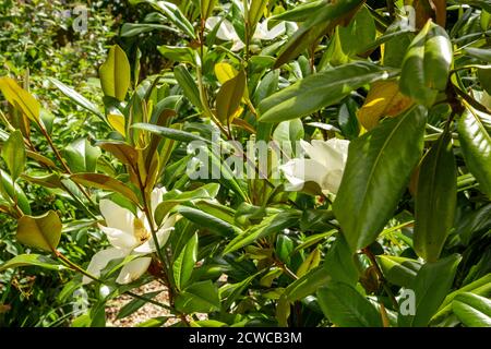 Magnolia Grandiflora ferruginea en fleur dans un jardin du Devon. Banque D'Images