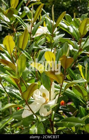 Magnolia Grandiflora ferruginea en fleur dans un jardin du Devon. Banque D'Images