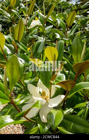 Magnolia Grandiflora ferruginea en fleur dans un jardin du Devon. Banque D'Images