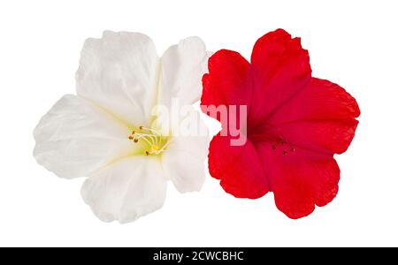 Fleurs de quatre heures isolées sur fond blanc Banque D'Images