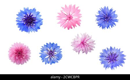 Bleuet bleu et rose isolated on white Banque D'Images