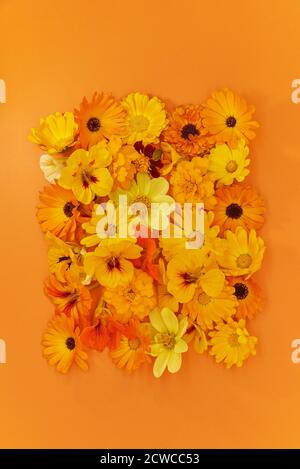Fleurs orange et jaune sur fond orange. Banque D'Images