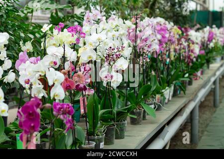 Orchidées en pot sur le comptoir du magasin. Fleurs de Phalaenopsis de différentes couleurs Banque D'Images