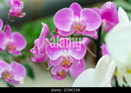 Branche de la fleur d'orchidée pourpre phalaenopsis dans le jardin tropical en gros plan Banque D'Images