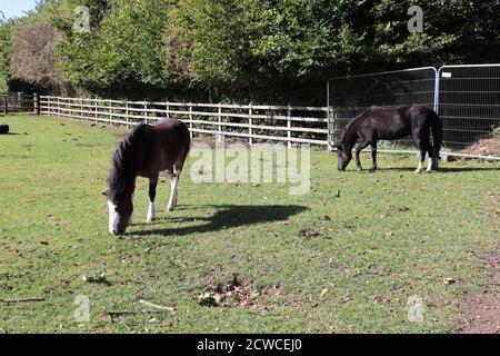 Deux grands chevaux qui bissent et se nourrissent de l'herbe dans les champs des terres agricoles. Banque D'Images