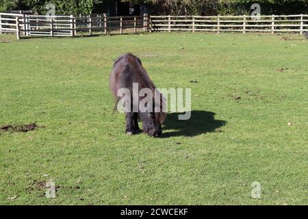 Poney de Shetland unique paissant sur l'herbe dans le champ. Une journée en famille. Banque D'Images