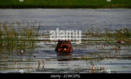 Vue de face de l'hippopotame unique (hippopotame, hippopotame amphibius) manger des plantes aquatiques à bouche ouverte dans l'eau de la rivière Chobe. Banque D'Images