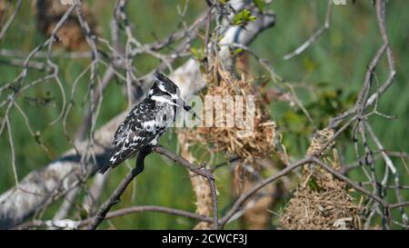 Petit oiseau de kingfisher à pied (ceryle rudis) avec plumage noir et blanc et bec noir assis sur la branche d'un arbre sur la rive de la rivière Okavango. Banque D'Images