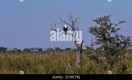 Aigle à poissons africains (haliaeetus vocifer) assis sur la branche d'arbre mort dans le Bush du parc national de Bwabwata, bande de Caprivi, Namibie, Afrique. Banque D'Images