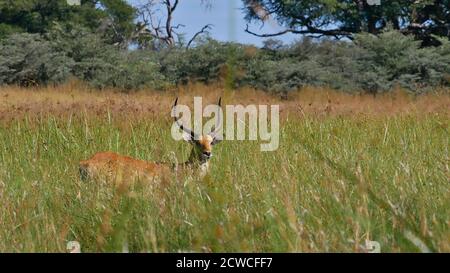 Antilope de lechwe unique (kobus leche, lechwe rouge, lechwe méridional) se cachant dans la haute herbe près de la rivière Kwando, du parc national de Bwabwata, de la bande de Caprivi. Banque D'Images