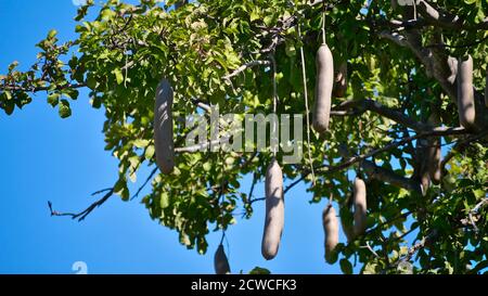 Gros plan sur les énormes fruits de l'arbre de Kigelia (kigelia africana, arbre à saucisse) qui ressemble à une saucisse et pèsent jusqu'à 7 kg. Banque D'Images