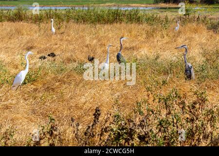 Grand héron bleu (herodias Ardea) Recherche de nourriture au refuge national de la faune Merced à La vallée centrale de Californie États-Unis Banque D'Images