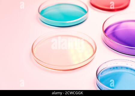 Boîte de Pétri avec liquide coloré ou milieu pour colonies bactériennes en analyse biomédicale sur fond rose. Greffe de bactéries dans les boîtes de Petri Banque D'Images