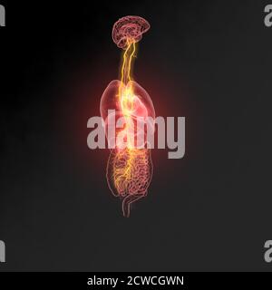 L'illustration 3D montre le cerveau et le nerf vagus actif (dixième nerf crânien) avec les poumons, le cœur, l'estomac et le tube digestif Banque D'Images