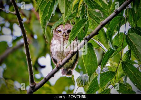 Oiseau - Owlet à pois sur la branche de l'arbre Banque D'Images