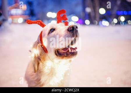 Un chien heureux du Labrador qui pose des rennes se trouve près de la neige de Noël hiver Banque D'Images