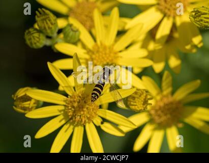 Survol long, Sphaerophoria scripta, se nourrissant de Ragwort, Senecio jacobaea. Worcestershire, Royaume-Uni. Banque D'Images