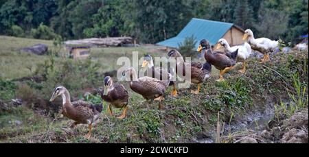 Rangée de canard brun marchant dans une rangée dans le sauvage près d'une maison Banque D'Images