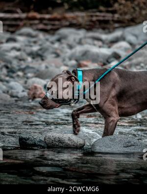 Chien Pitbull de 4 ans marchant dans la rivière sur une laisse bleu vif. Banque D'Images