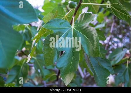 Gros plan sélectif des feuilles d'un figuier Banque D'Images