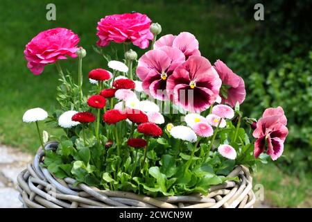 fleurs de violons roses, ranunculus et bellis perennis en panier Banque D'Images