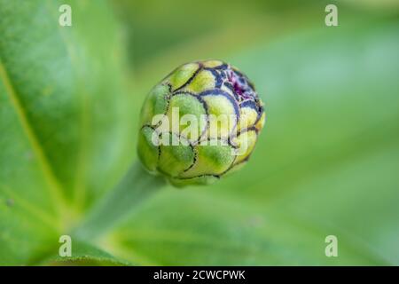 Macro du bourgeon de fleurs de zinnia, Zinnia-elegans gros plan Banque D'Images