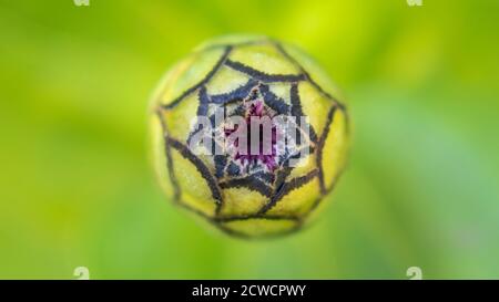 Macro du bourgeon de fleurs de zinnia, Zinnia-elegans gros plan Banque D'Images