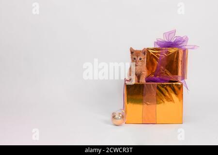 Le chaton au gingembre est placé sur des boîtes avec des cadeaux du nouvel an un arrière-plan blanc Banque D'Images