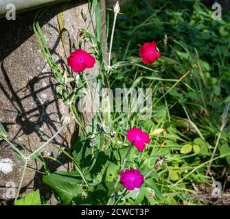 Une photo de gros plan de belles fleurs rouges. Une pierre grise et une herbe verte en arrière-plan. Photo de Malmo, dans le sud de la Suède Banque D'Images