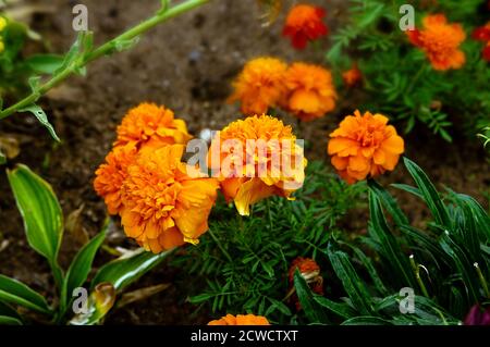 Tagetes, marigolds fleurs fleuries dans toutes les nuances de jaune et d'orange, photographiées à proximité des autres fleurs Banque D'Images