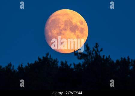 Abbotsbury, Dorset, Royaume-Uni. 29 septembre 2020. Météo Royaume-Uni. La lune presque complète s'élève dans le ciel à Abbotsbury dans Dorset. Cette lune, lorsqu'elle est pleine le 1er octobre, s'appellera la Lune de récolte. Crédit photo : Graham Hunt/Alamy Live News Banque D'Images