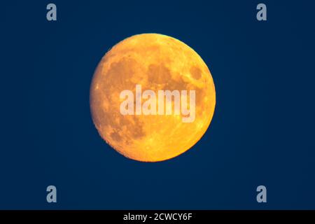 Abbotsbury, Dorset, Royaume-Uni. 29 septembre 2020. Météo Royaume-Uni. La lune presque complète s'élève dans le ciel à Abbotsbury dans Dorset. Cette lune, lorsqu'elle est pleine le 1er octobre, s'appellera la Lune de récolte. Crédit photo : Graham Hunt/Alamy Live News Banque D'Images