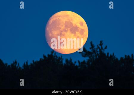 Abbotsbury, Dorset, Royaume-Uni. 29 septembre 2020. Météo Royaume-Uni. La lune presque complète s'élève dans le ciel à Abbotsbury dans Dorset. Cette lune, lorsqu'elle est pleine le 1er octobre, s'appellera la Lune de récolte. Crédit photo : Graham Hunt/Alamy Live News Banque D'Images