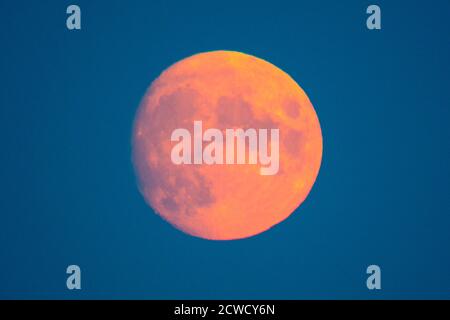 Abbotsbury, Dorset, Royaume-Uni. 29 septembre 2020. Météo Royaume-Uni. La lune presque complète s'élève dans le ciel à Abbotsbury dans Dorset. Cette lune, lorsqu'elle est pleine le 1er octobre, s'appellera la Lune de récolte. Crédit photo : Graham Hunt/Alamy Live News Banque D'Images