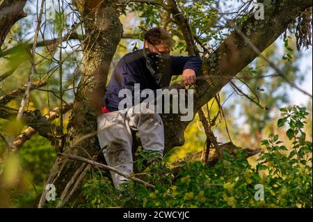 Denham, Royaume-Uni. 29 septembre 2020. Un protecteur d'arbre surveille la destruction d'un arbre. Aujourd'hui, les coupe-arbres décoraient des arbres pour HS2 dans le Denham Country Park, dans une zone où les protecteurs d'arbres HS2 Rebellion sont publics et à l'extérieur de la zone dans laquelle HS2 est autorisé à travailler. Environ 28 agents NET Enforcement et agents de sécurité HS2 ont empêché les protecteurs d'arbre de regarder l'évolution de la destruction des arbres. Les travaux de construction du HS2 mettent en péril 693 sites fauniques, 108 anciennes terres boisées et 33 ISSS. Crédit : Maureen McLean/Alay Live News Banque D'Images