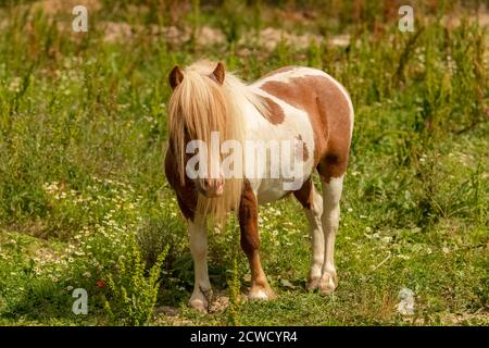 Un joli poney blanc et brun, avec une longue carie Banque D'Images
