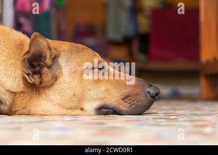 Grand chien marron dormant sur le sol. Concentrez-vous sur la tête du chien. Banque D'Images