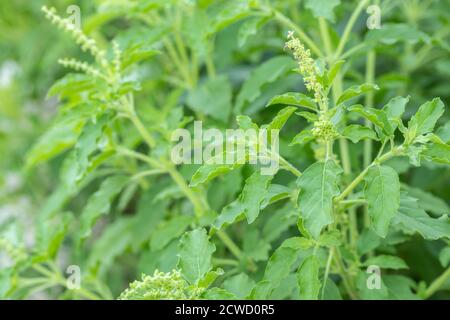 Feuilles de basilic frais sur le Saint-basilic dans le jardin. Banque D'Images